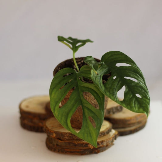 Monstera Monkey "M" (#slowplant)