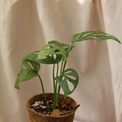 Monstera Monkey "M" (šetrné k přírodě)