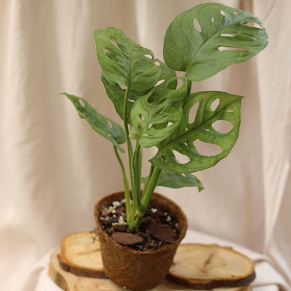 Monstera Monkey "M" (šetrné k přírodě)