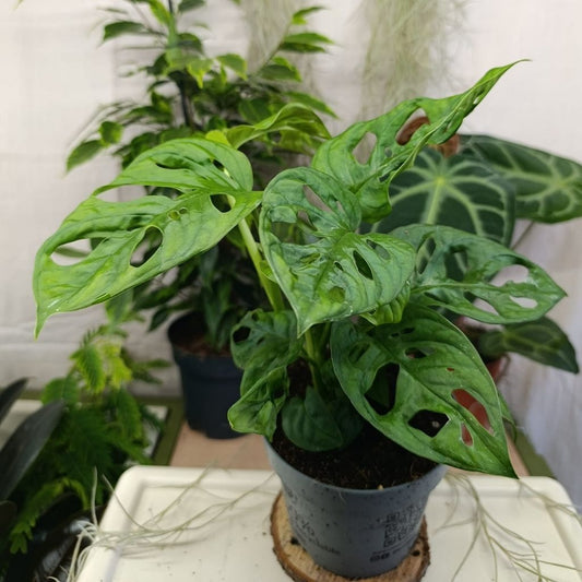 Monstera Monkey Mask "L"