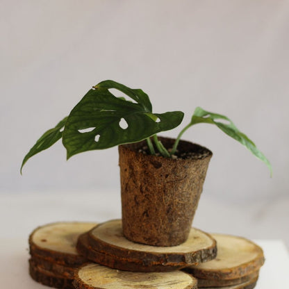 Monstera Monkey "M" (šetrné k přírodě)