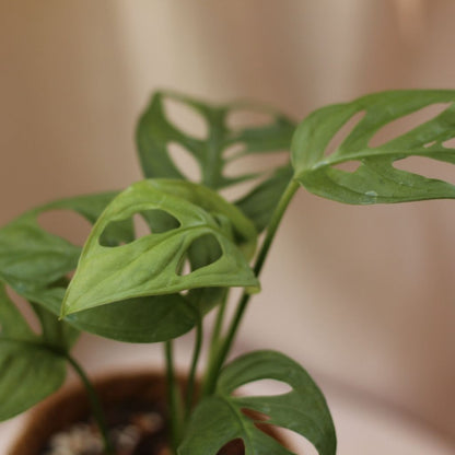 Monstera Monkey "M" (šetrné k přírodě)