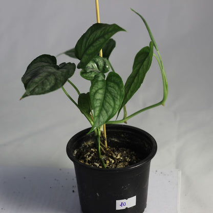 Monstera Siltepecana "M"