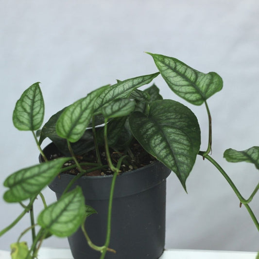 Monstera siltepecana "L"