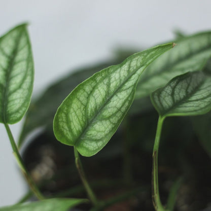 Monstera siltepecana "L"