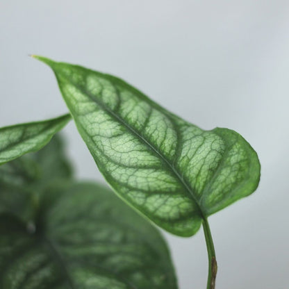 Monstera siltepecana "L"