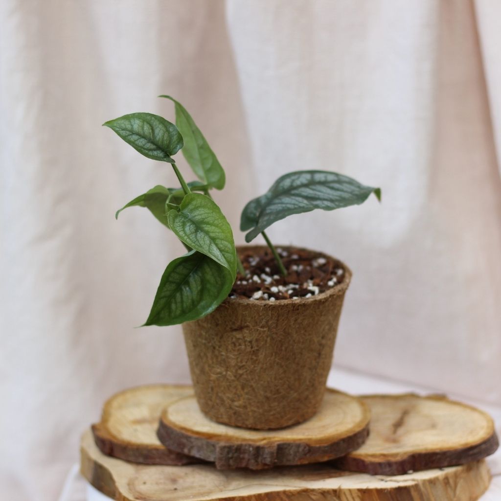 Monstera Siltepecana "M" (šetrné k přírodě)