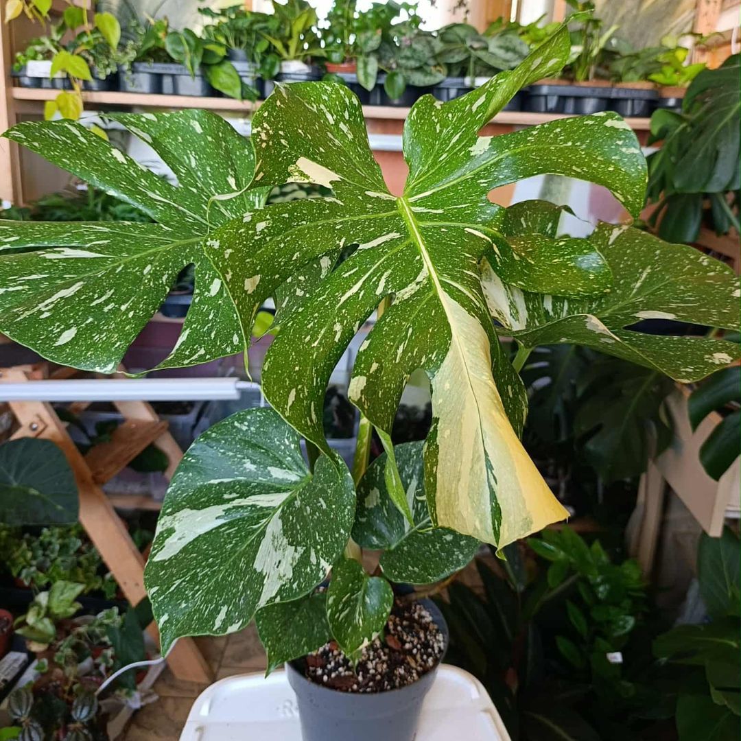 Monstera Thai "L"