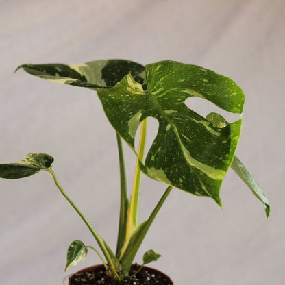Monstera Thai "L"