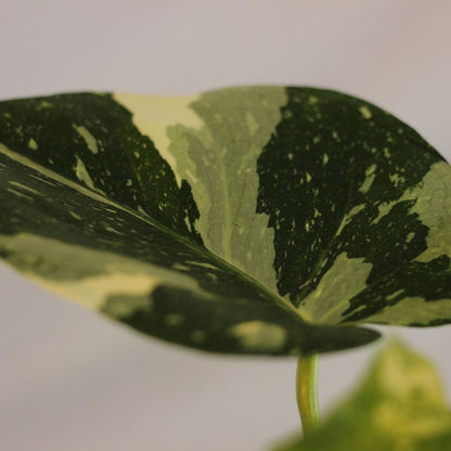 Monstera Thai "L"