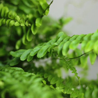 Nephrolepis Exaltata Green Lady "M"