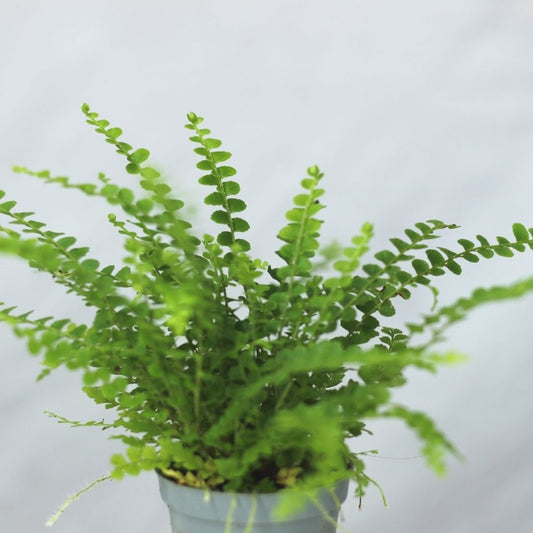 Nephrolepis duffii "S"