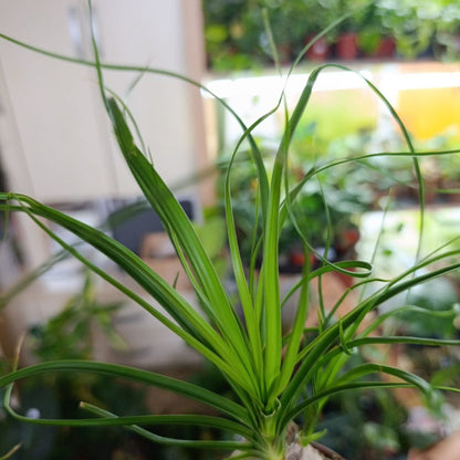 Beaucarnea recurvata "S"