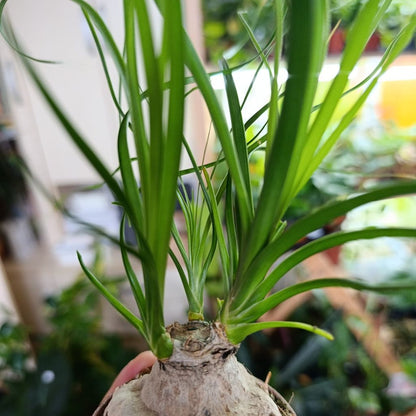 Beaucarnea recurvata "S"