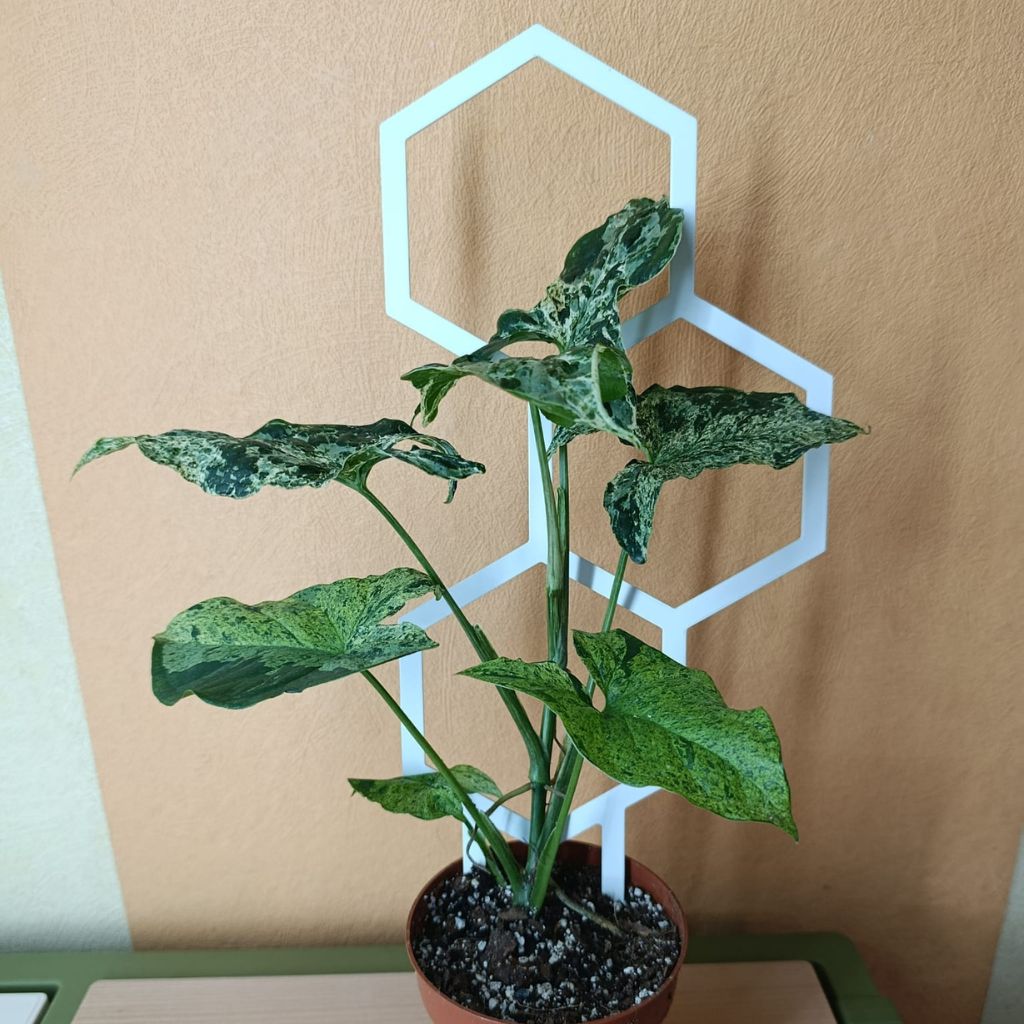 Opora pro pokojovky HONEYCOMB