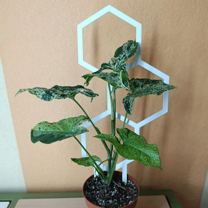 Opora pro pokojovky HONEYCOMB