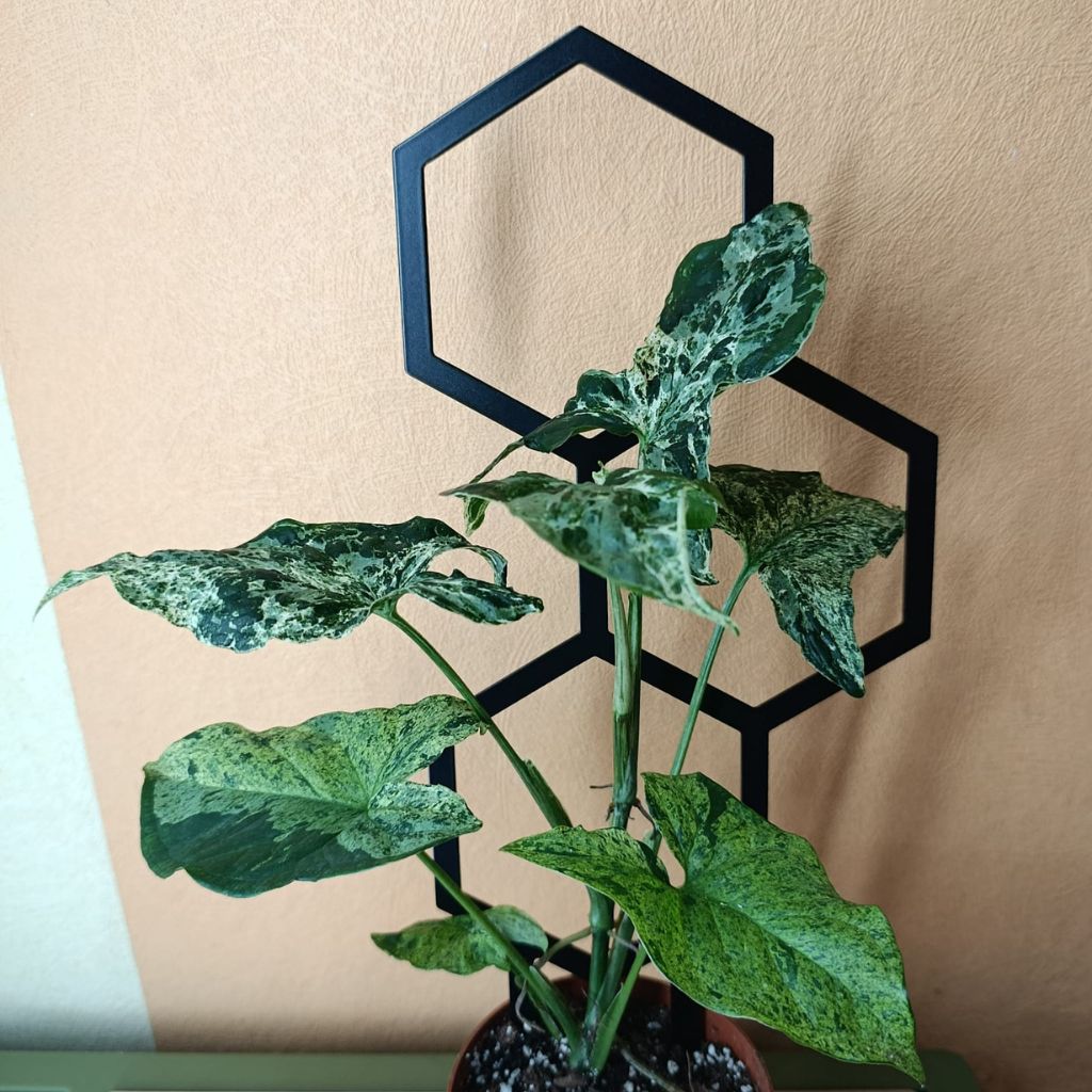 Opora pro pokojovky HONEYCOMB