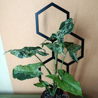 Opora pro pokojovky HONEYCOMB