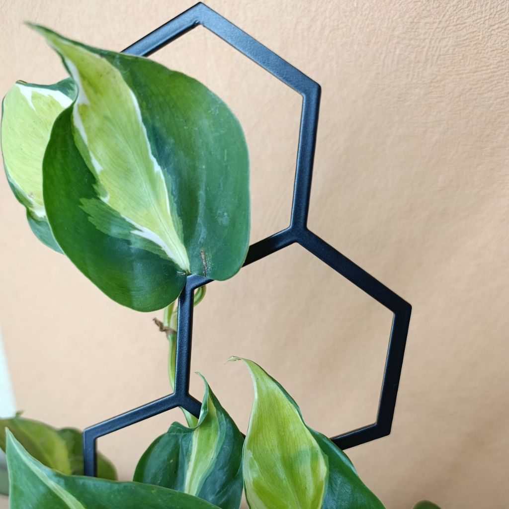 Opora pro pokojovky HONEYCOMB