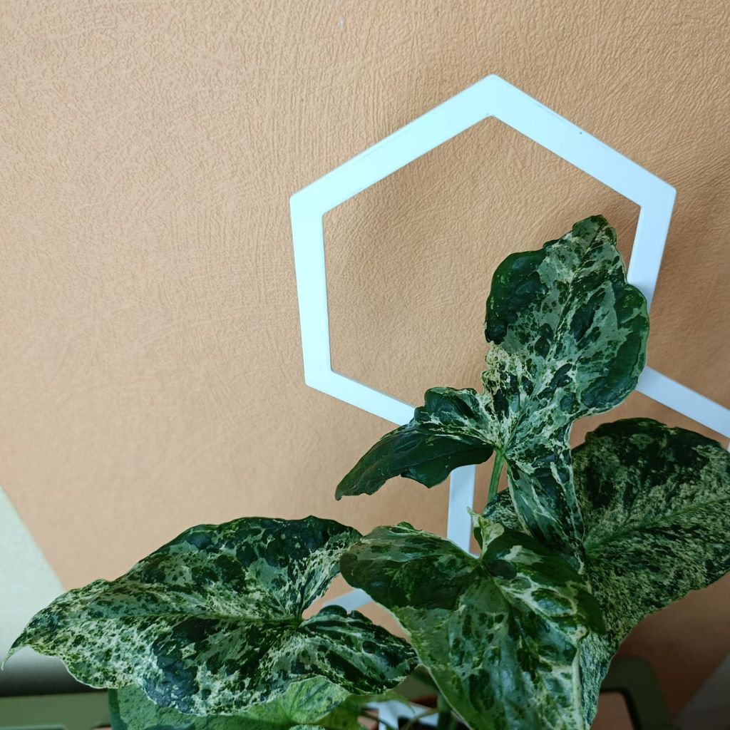 Opora pro pokojovky HONEYCOMB