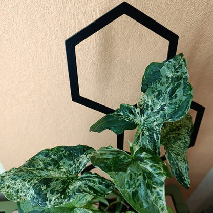 Opora pro pokojovky HONEYCOMB