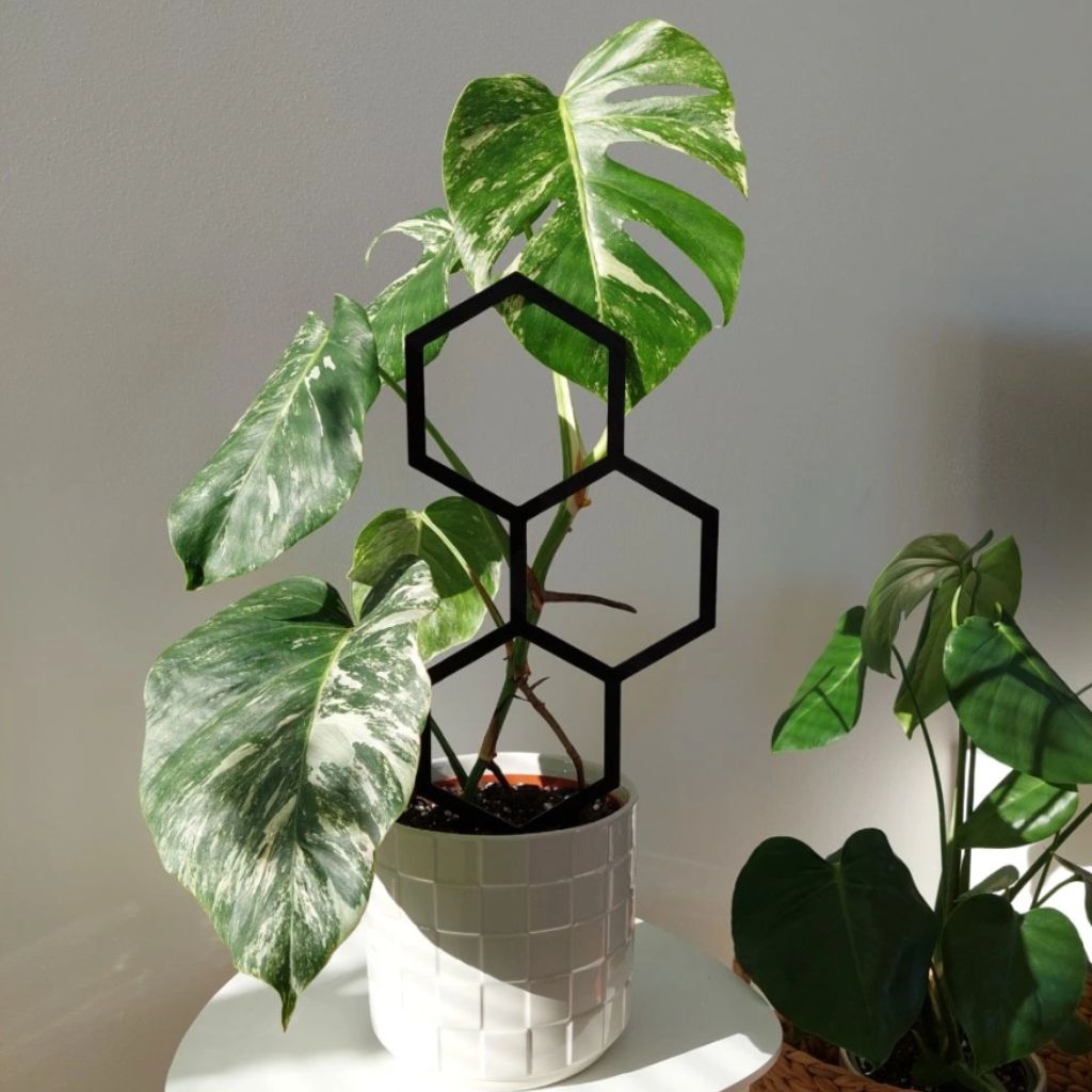 Opora pro pokojovky HONEYCOMB