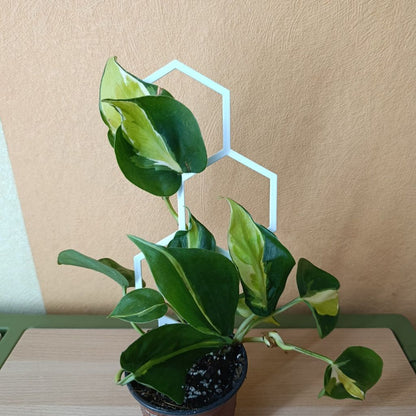 Opora pro pokojovky HONEYCOMB