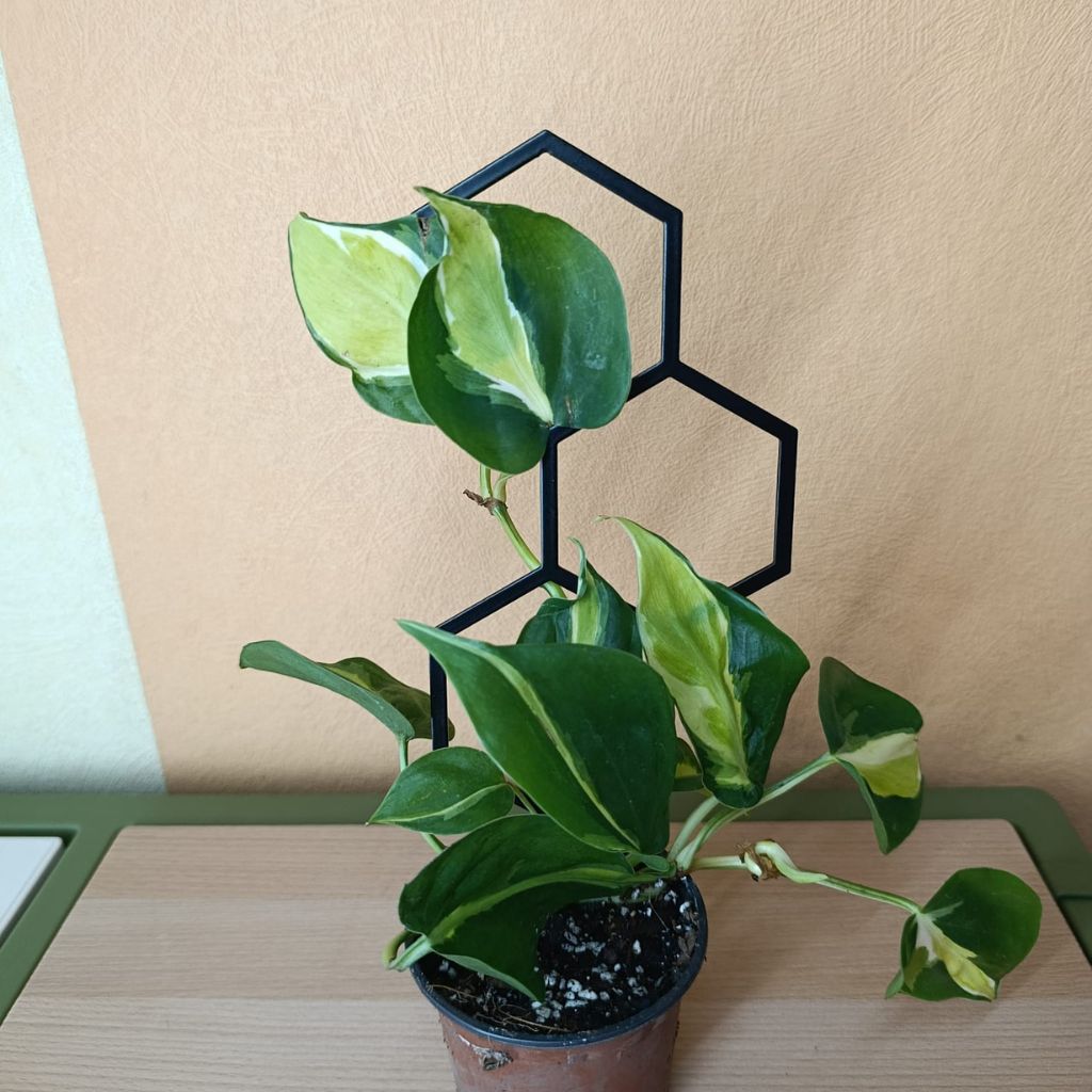 Opora pro pokojovky HONEYCOMB