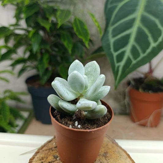 Pachyphytum Oriferum "S"