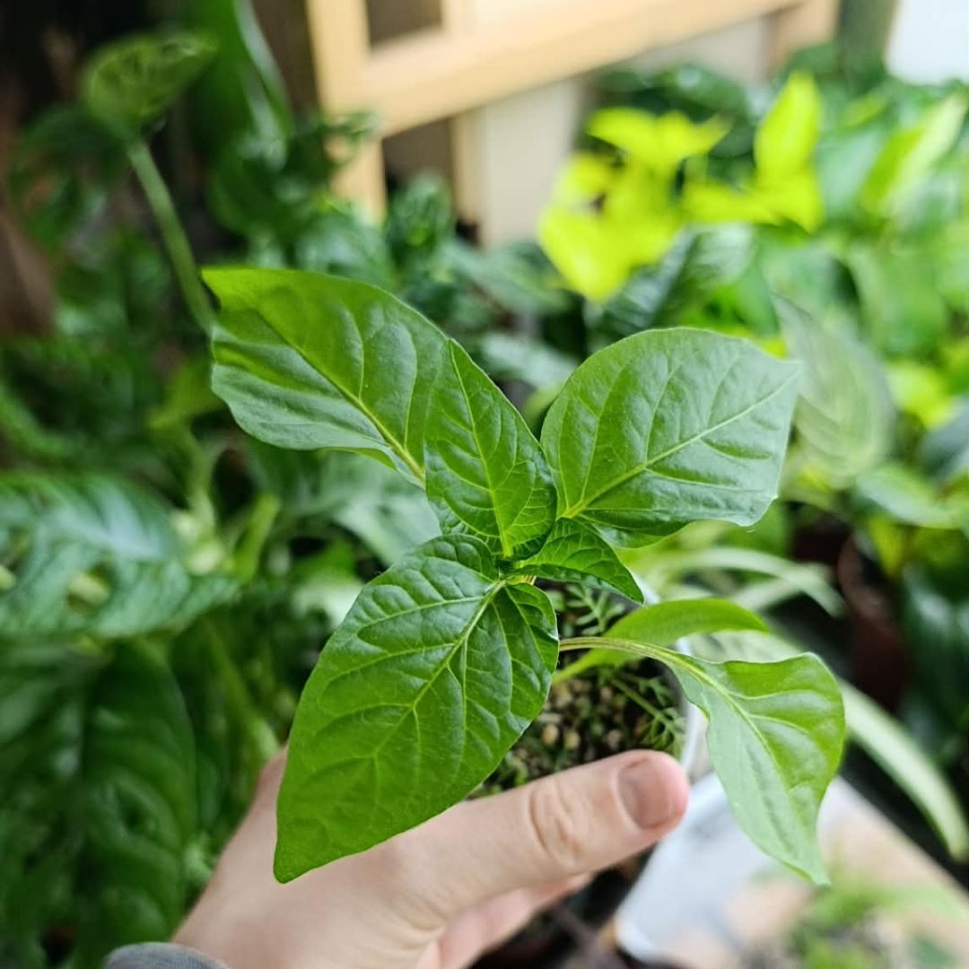 Sazenice papriky Amy