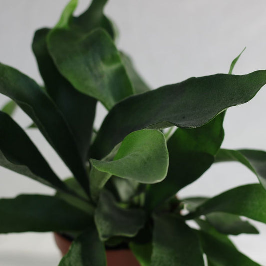 Platycerium "M"