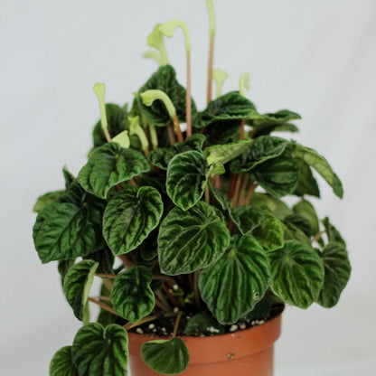 Peperomia caperata Lilian