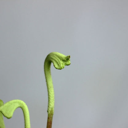 Peperomia caperata Lilian