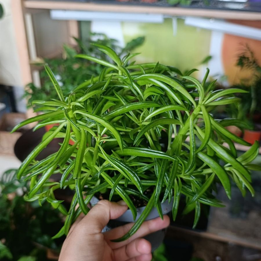 Peperomia Green Bean