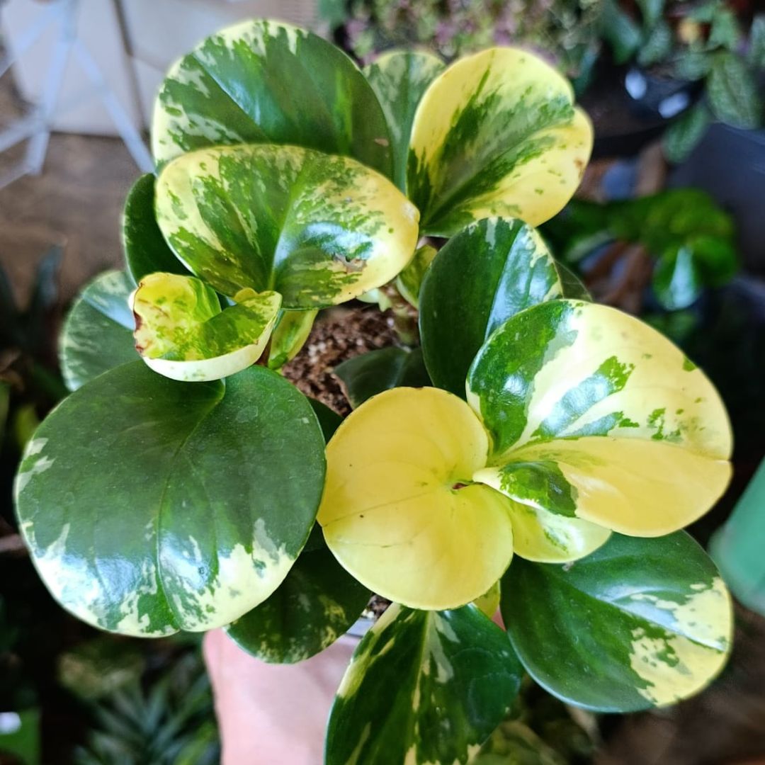 Peperomia obtusifolia "Green Gold"