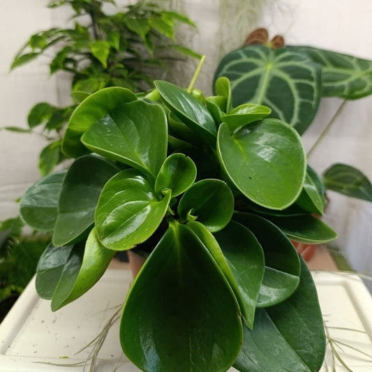 Peperomia obtusifolia green "L"