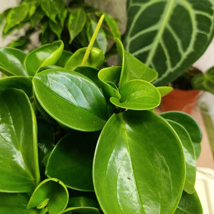 Peperomia obtusifolia green "L"