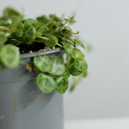 Peperomia prostrata "M"