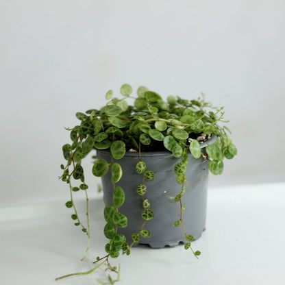 Peperomia prostrata "M"