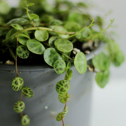 Peperomia prostrata "M"