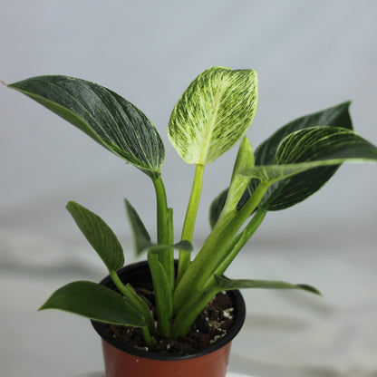 Philodendron Birkin "M"