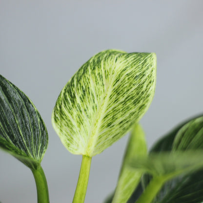 Philodendron Birkin "M"