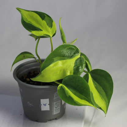 Philodendron Brazil "M"