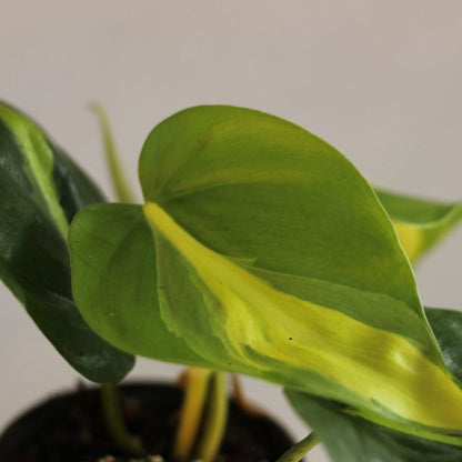 Philodendron Brazil "M"