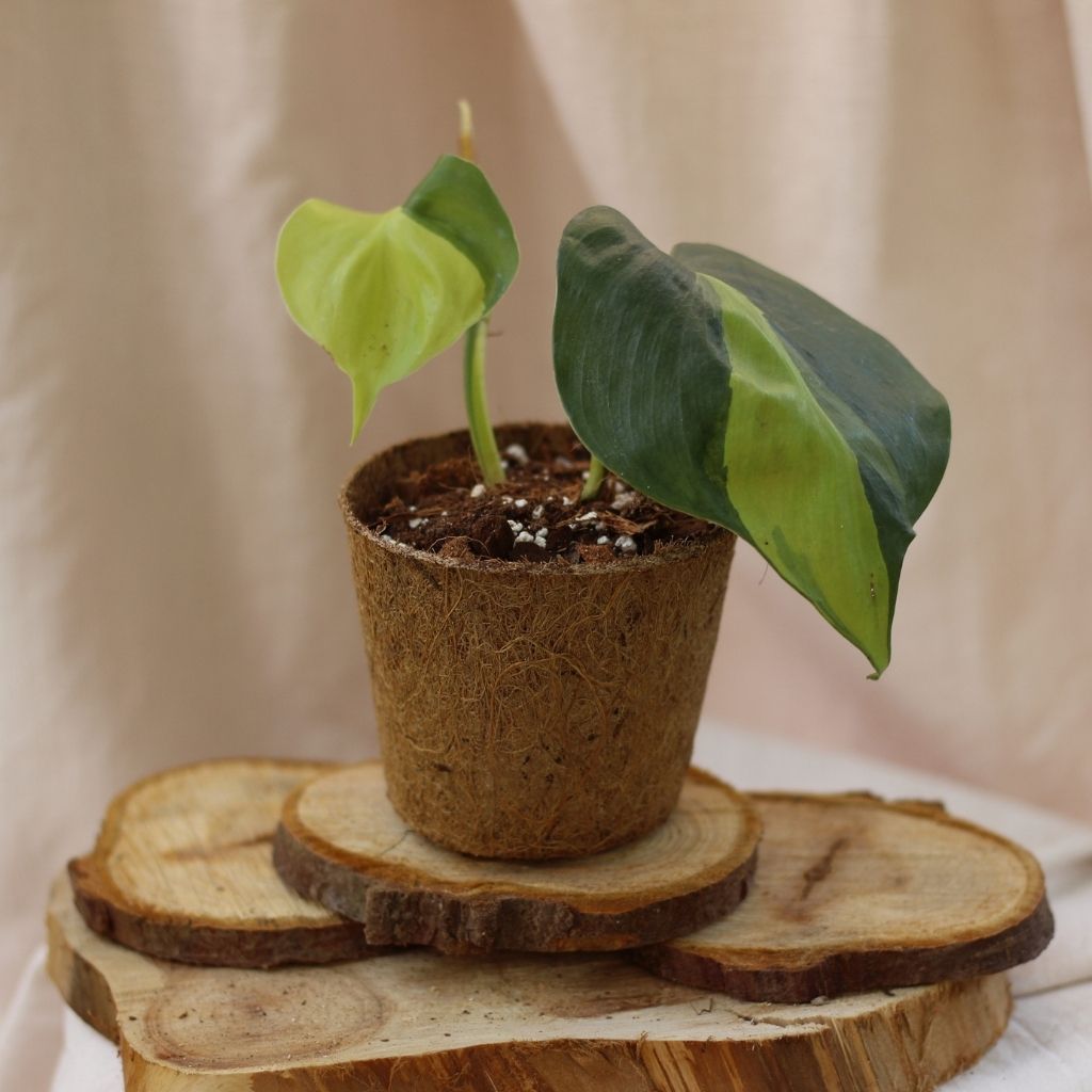 Philodendron Brazil "M" (šetrné k přírodě)