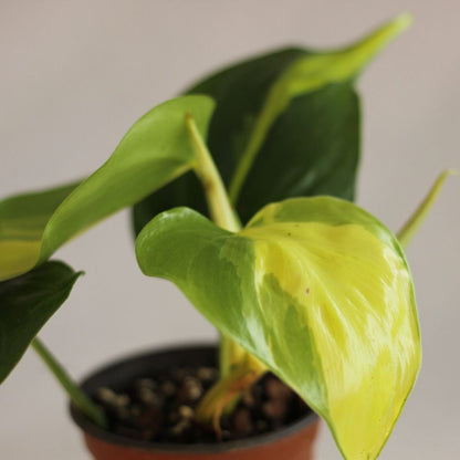 Philodendron Brazil "M"