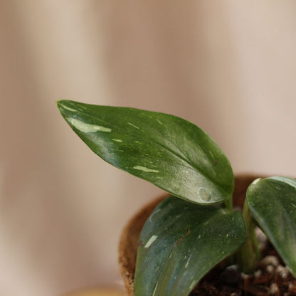 Philodendron Cobra "M" (šetrné k přírodě)