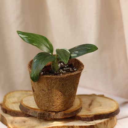 Philodendron Cobra "M" (šetrné k přírodě)