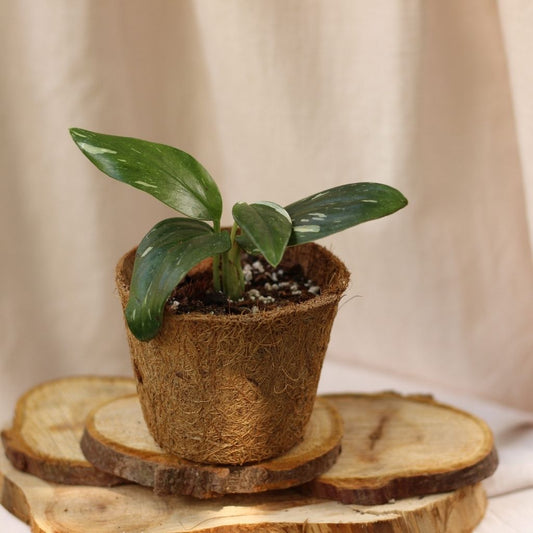 Philodendron Cobra "M" (šetrné k přírodě)