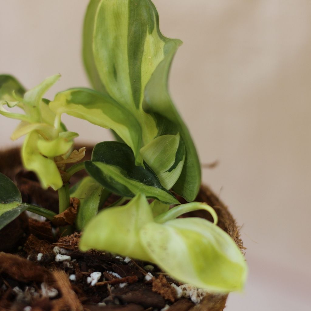 Philodendron Cream Splash "M" (šetrné k přírodě)